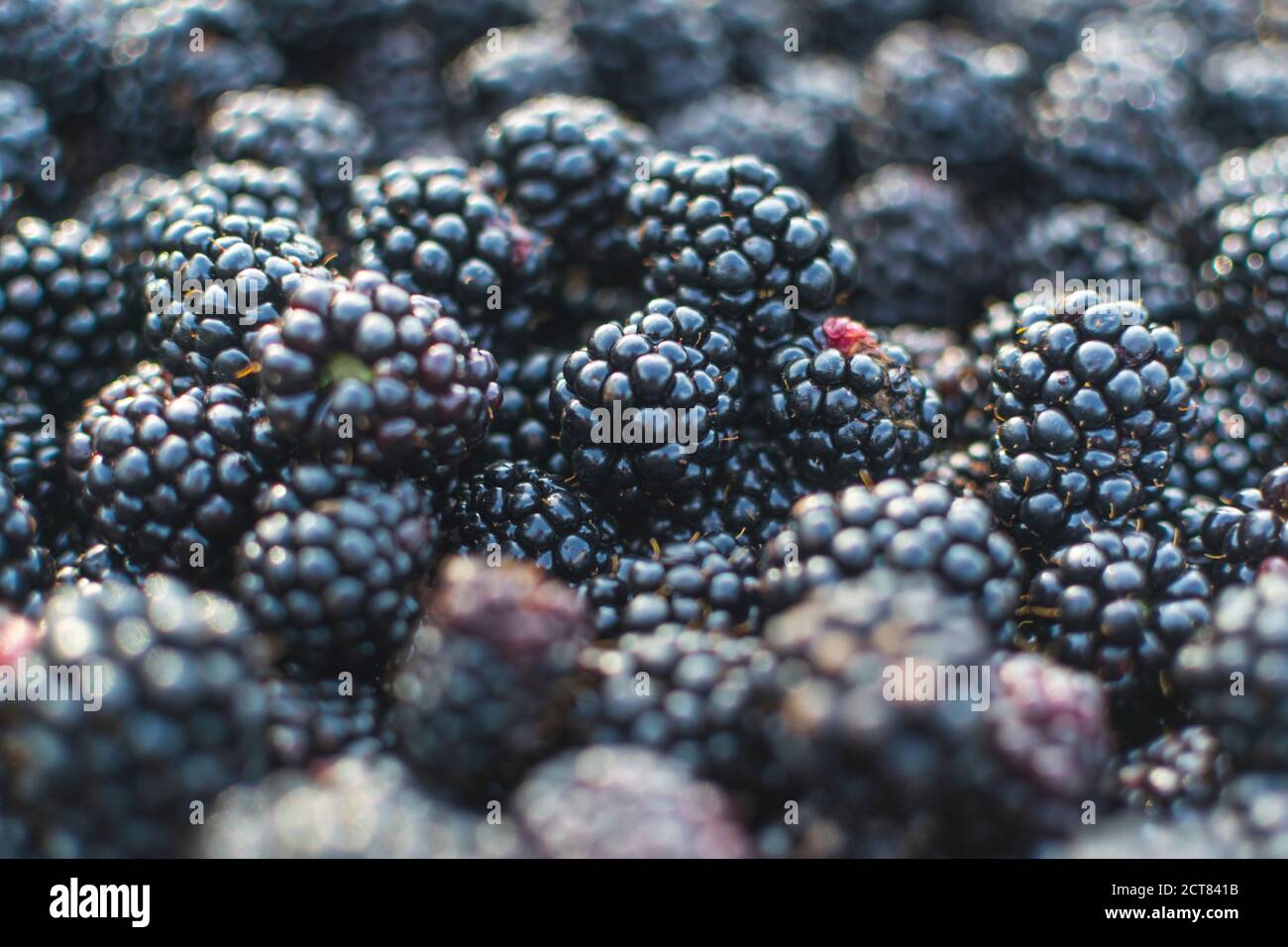Inquadratura completa e messa a fuoco selettiva dei frutti blackberry raccolti da giardino Foto Stock