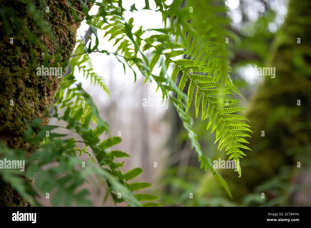 Primo piano di Fern con spore che crescono su un albero coperto di muschio In una foresta Foto Stock