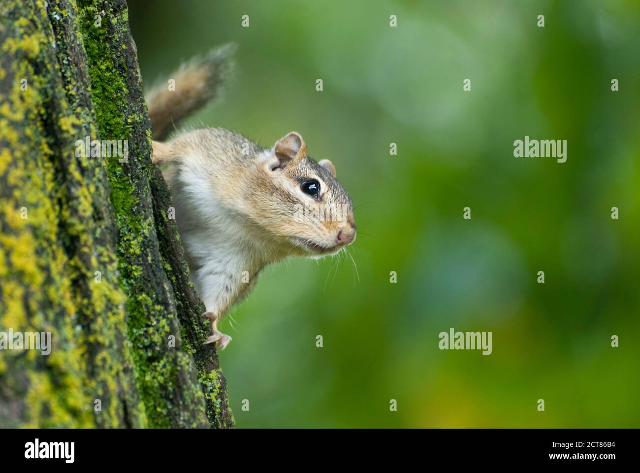 Wisconsin. Foresta Nazionale di Chequamegon-Nicolet. Chipmunk orientale 'Tamias striatus' sul lato dell'albero con sfondo verde fuori fuoco. Foto Stock