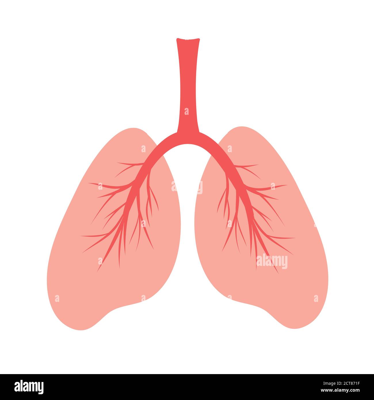 Polmoni umani, rappresentazione schematica a colori dei polmoni umani con vasi sanguigni. Struttura anatomica degli organi interni umani Illustrazione Vettoriale