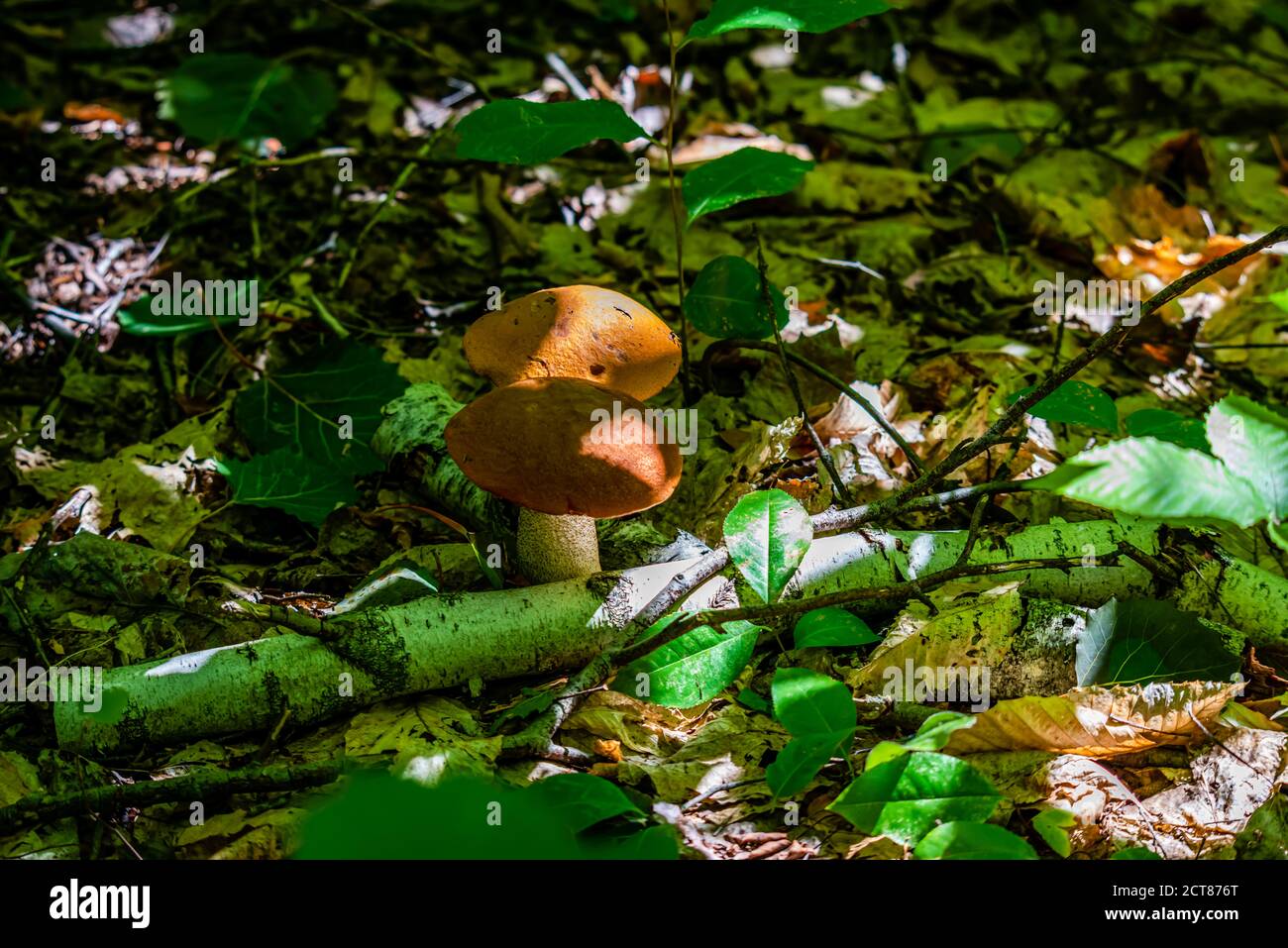 Il cappuccio arancione funghi porcini, close-up Foto Stock