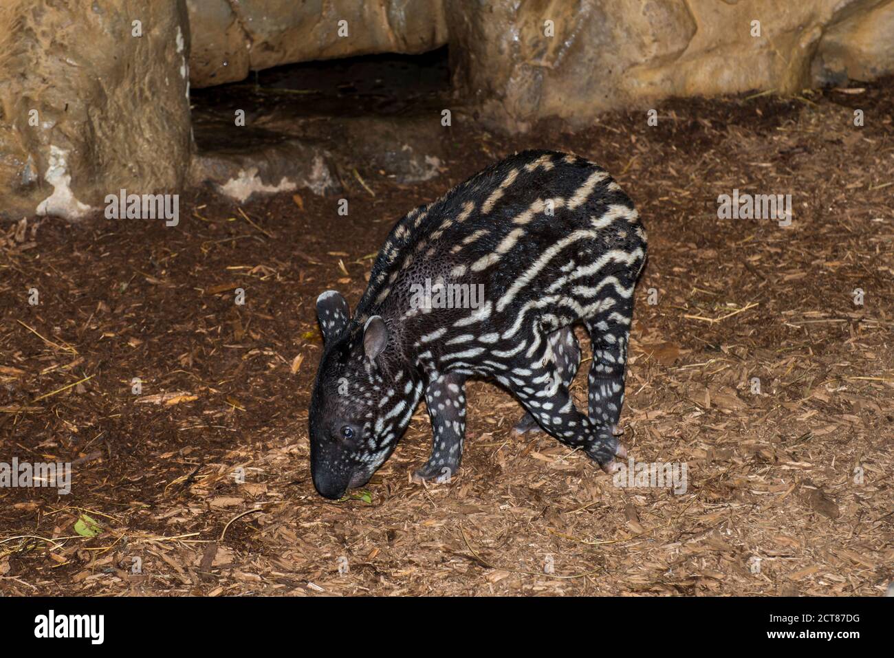 Apple Valley, Minnesota. Zoo del Minnesota. Tapirus inducus è una specie in via di estinzione. Foto Stock