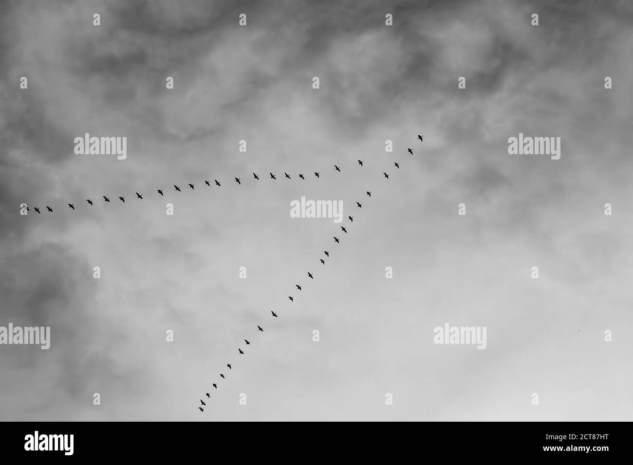 Un segno sicuro che le stagioni stanno cambiando - un gregge di oche che passa in alto in formazione V a metà settembre mattina nel Distretto dei Laghi. Foto Stock