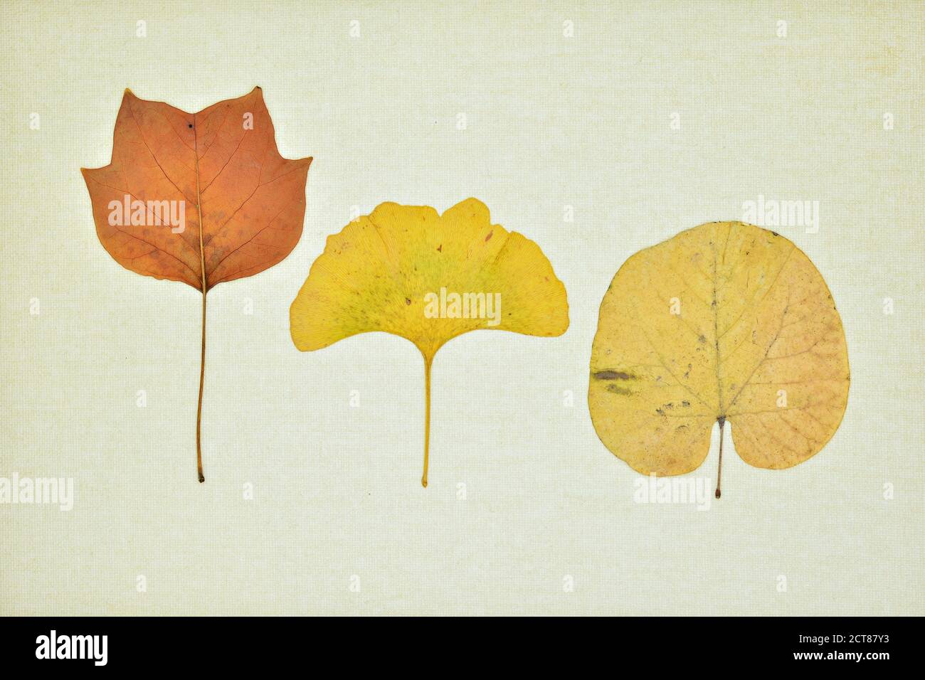Colección de hojas secas en otoño sobre un lienzo Foto Stock
