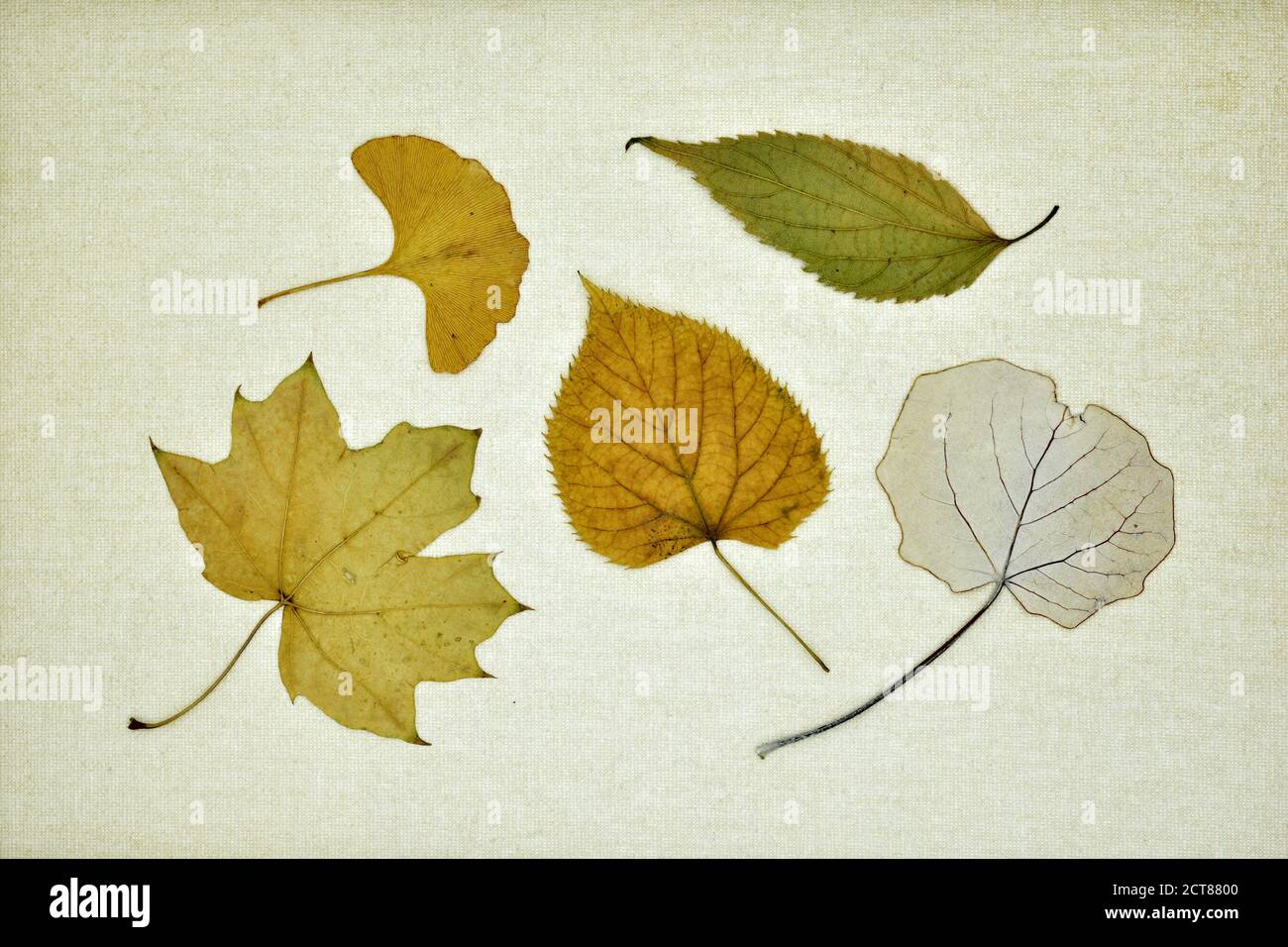 Colección de hojas secas en otoño sobre un lienzo Foto Stock