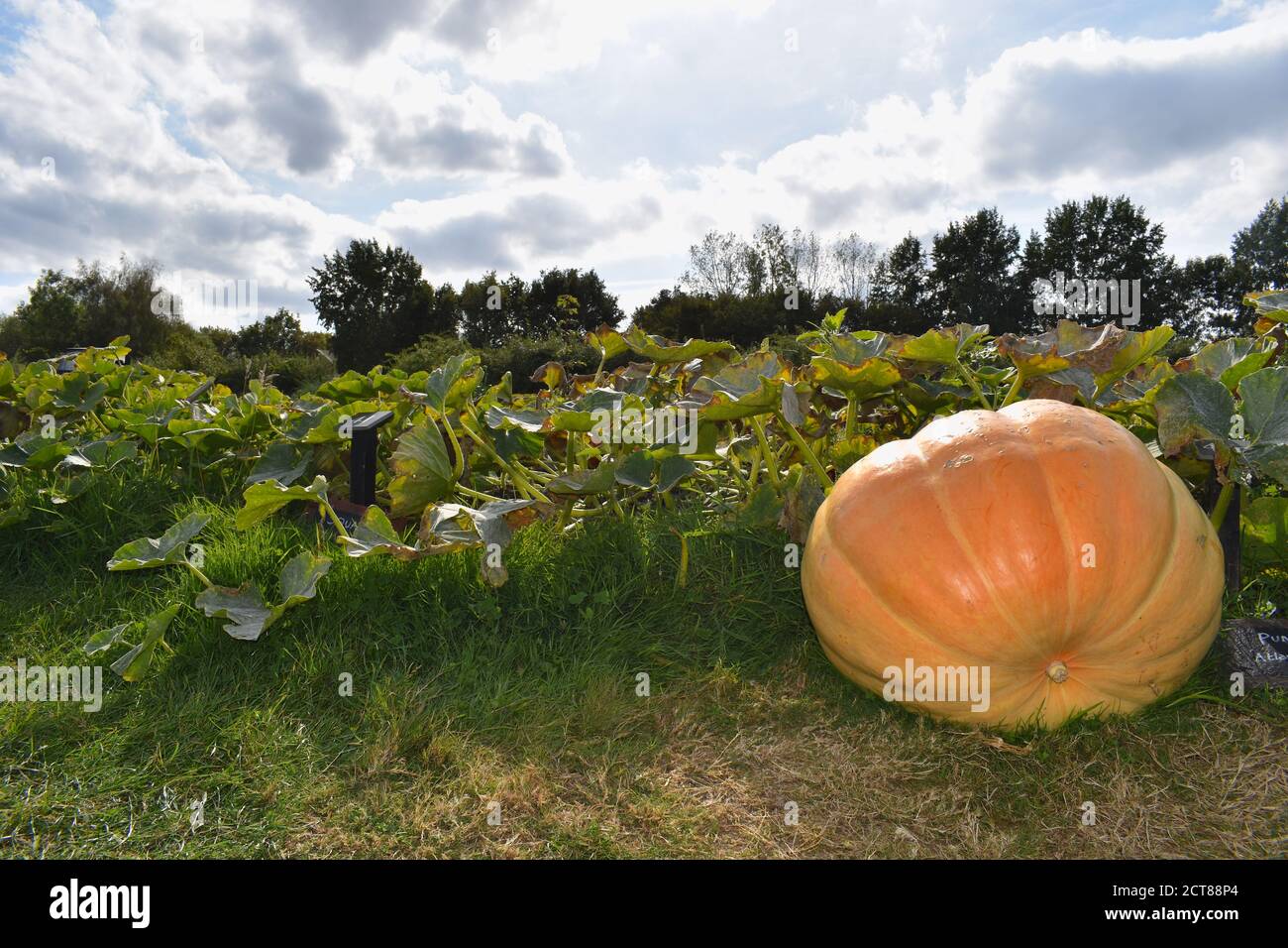 Un toppa di zucca gigante Atlantico nel sud-est dell'Inghilterra Kent La carne gustosa lo rende anche ideale per l'uso in cucina Ed è una fonte eccellente di vitamina A. Foto Stock