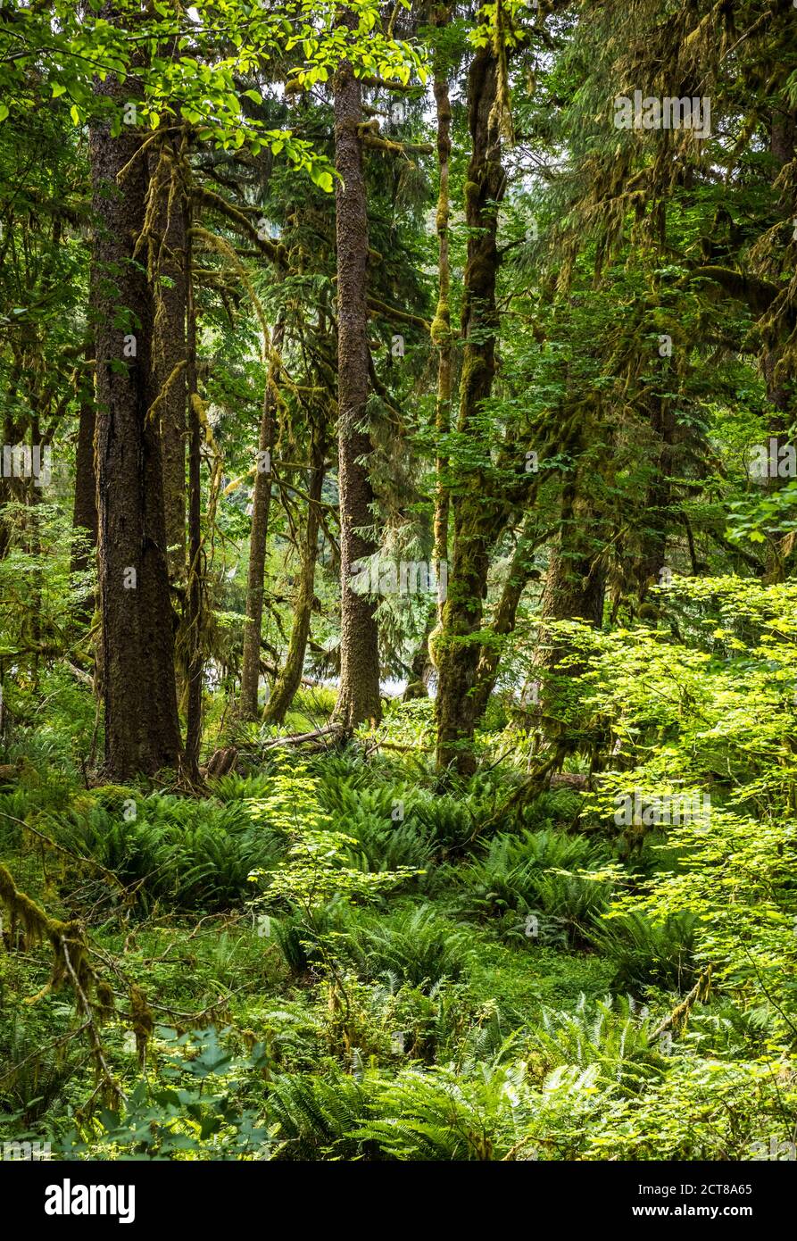 Foresta Pluviale Olimpica Immagini E Fotografie Stock Ad Alta foresta-pluviale-olimpica-immagini-e-fotografie-stock-ad-alta