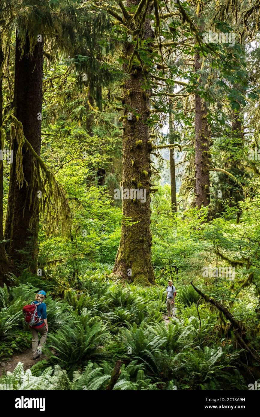 Un uomo e una donna che camminano lungo il sentiero del fiume Hoh, Hoh Rainforest, Olympic National Park, Washington, USA. Foto Stock