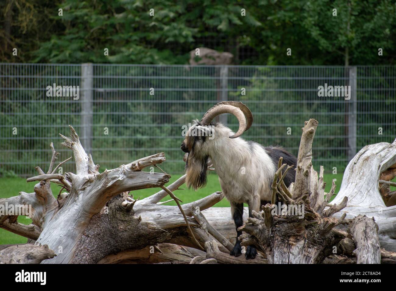 Capra con pelliccia lunga e corna in uno zoo Foto Stock