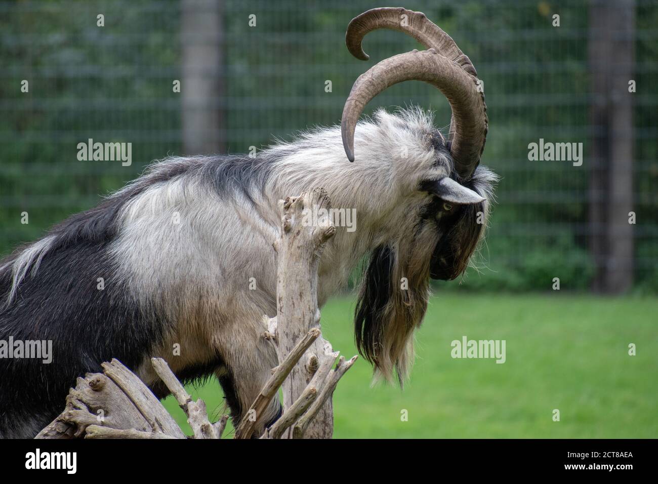 Capra con pelliccia lunga e corna in uno zoo Foto Stock