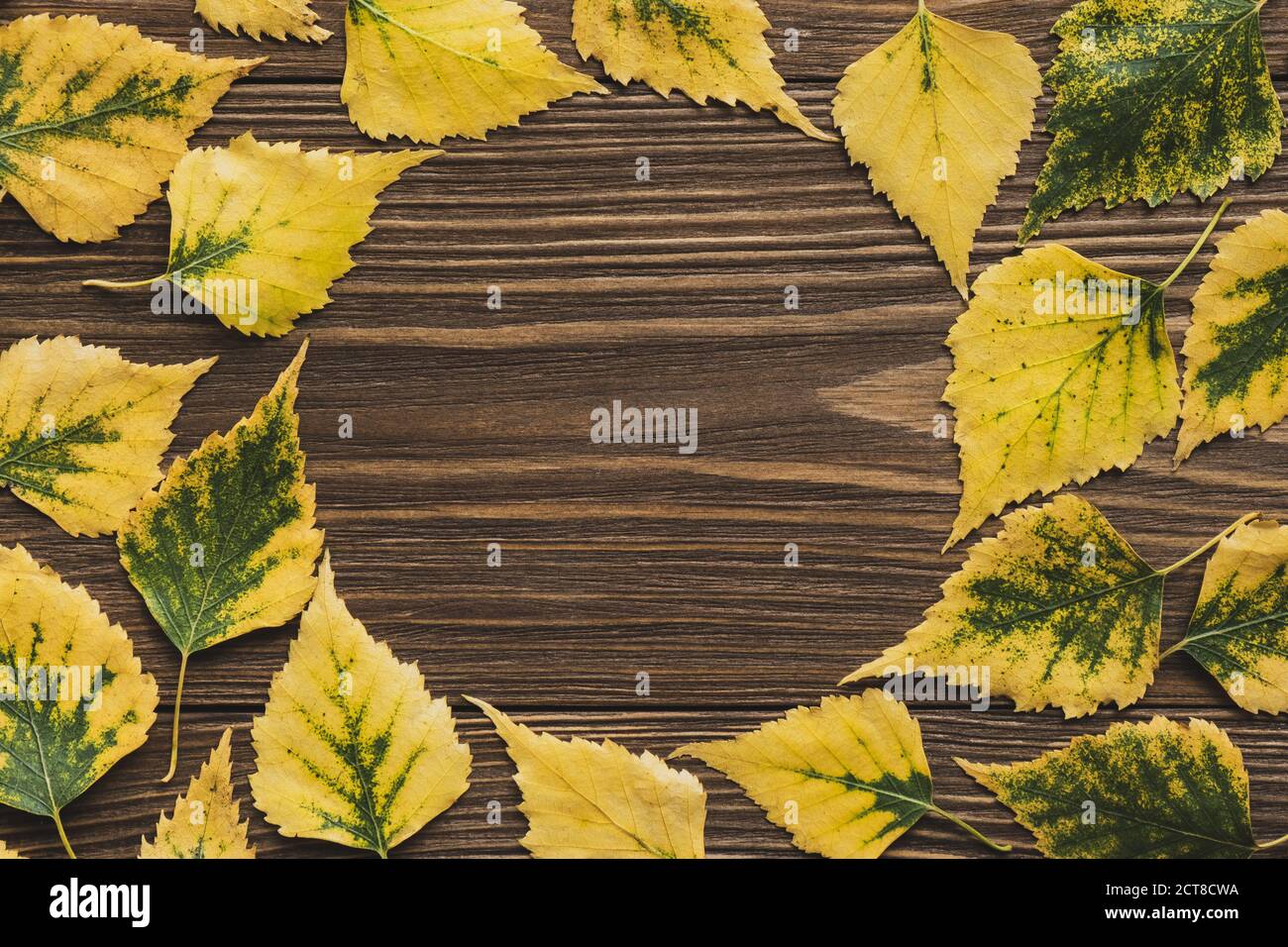 Foglie giallastre autunnali su sfondo ligneo. Struttura piana, rotonda con foglie di betulla autunnale. Sfondo stagionale con spazio copia. Vista dall'alto. Mockup. Foto Stock