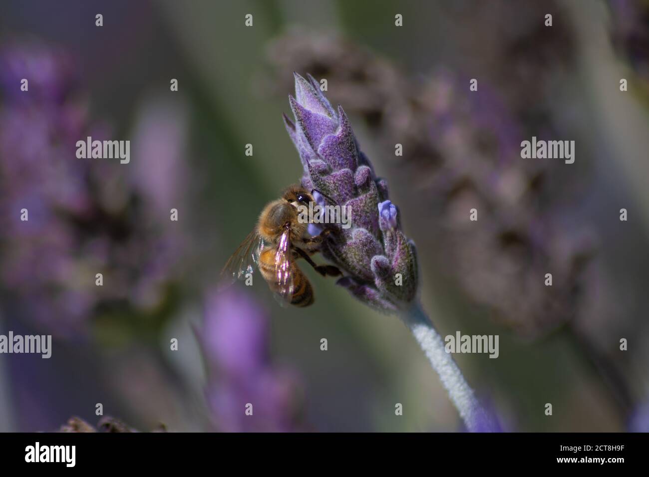 Ape su una lavanda Foto Stock