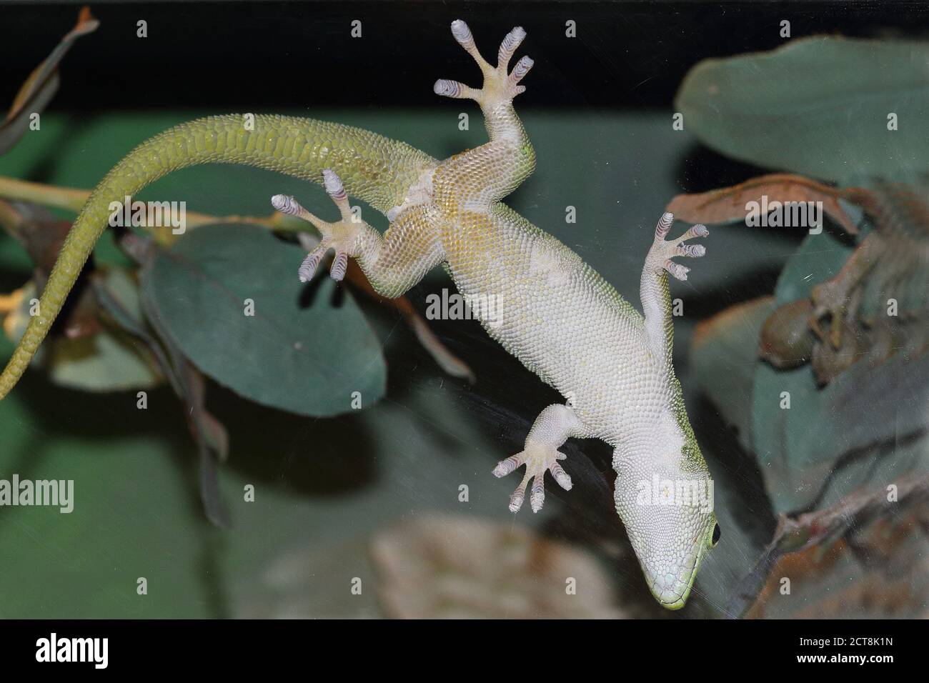 Gecko che cammina sul vetro usando i pattini specializzati del puntale Foto Stock