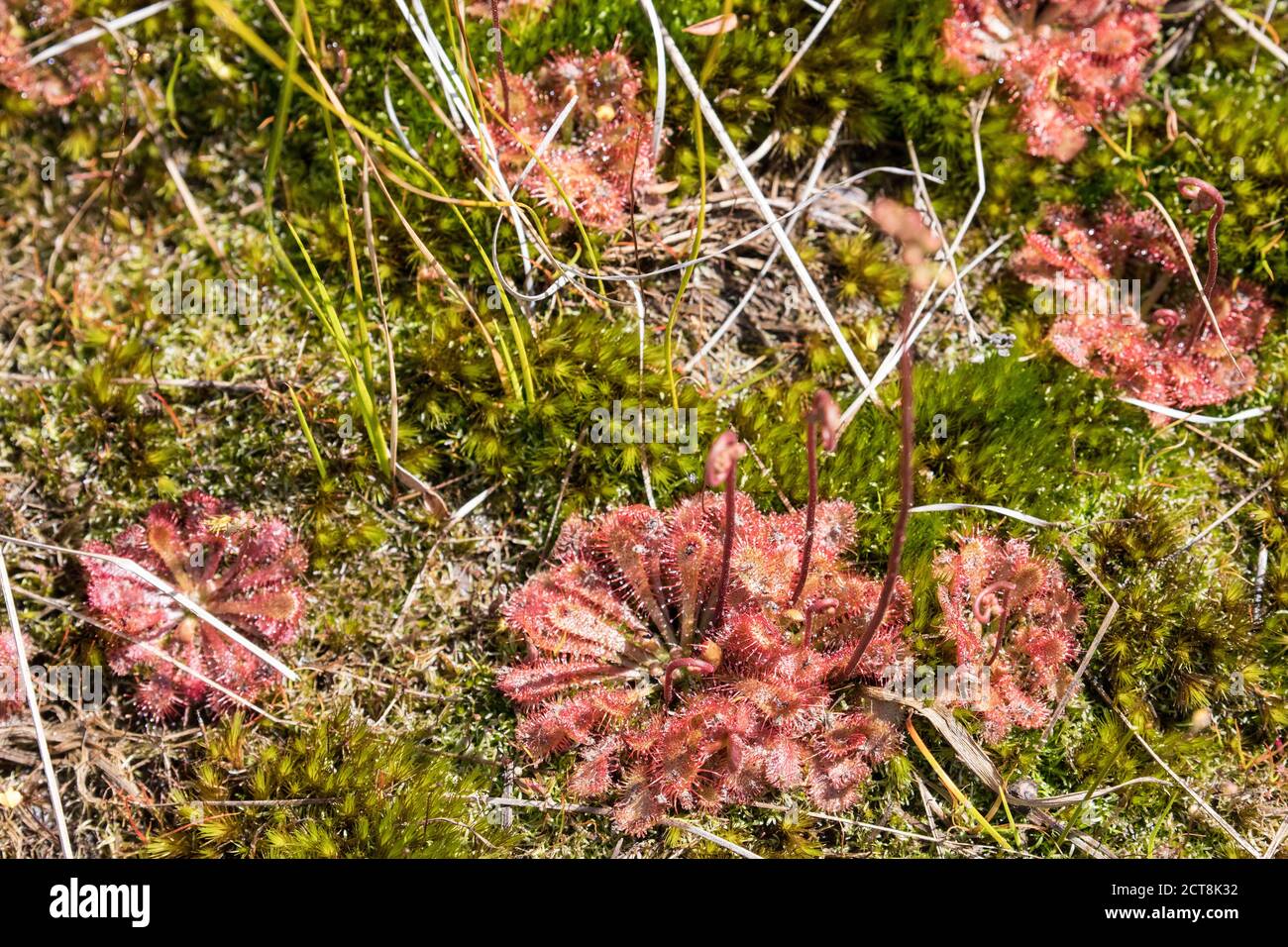 Pianta di sundew che cresce in terra umida di boggy Foto Stock