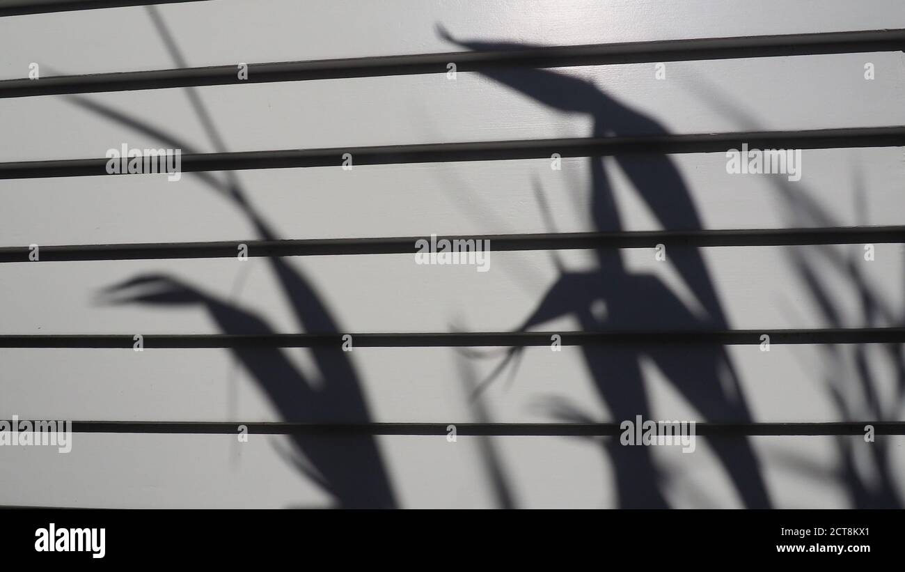 Lino NZ (tenax al potassio) proietta forti ombre di foglie su una casa di rivestimento verniciata di fresco Foto Stock
