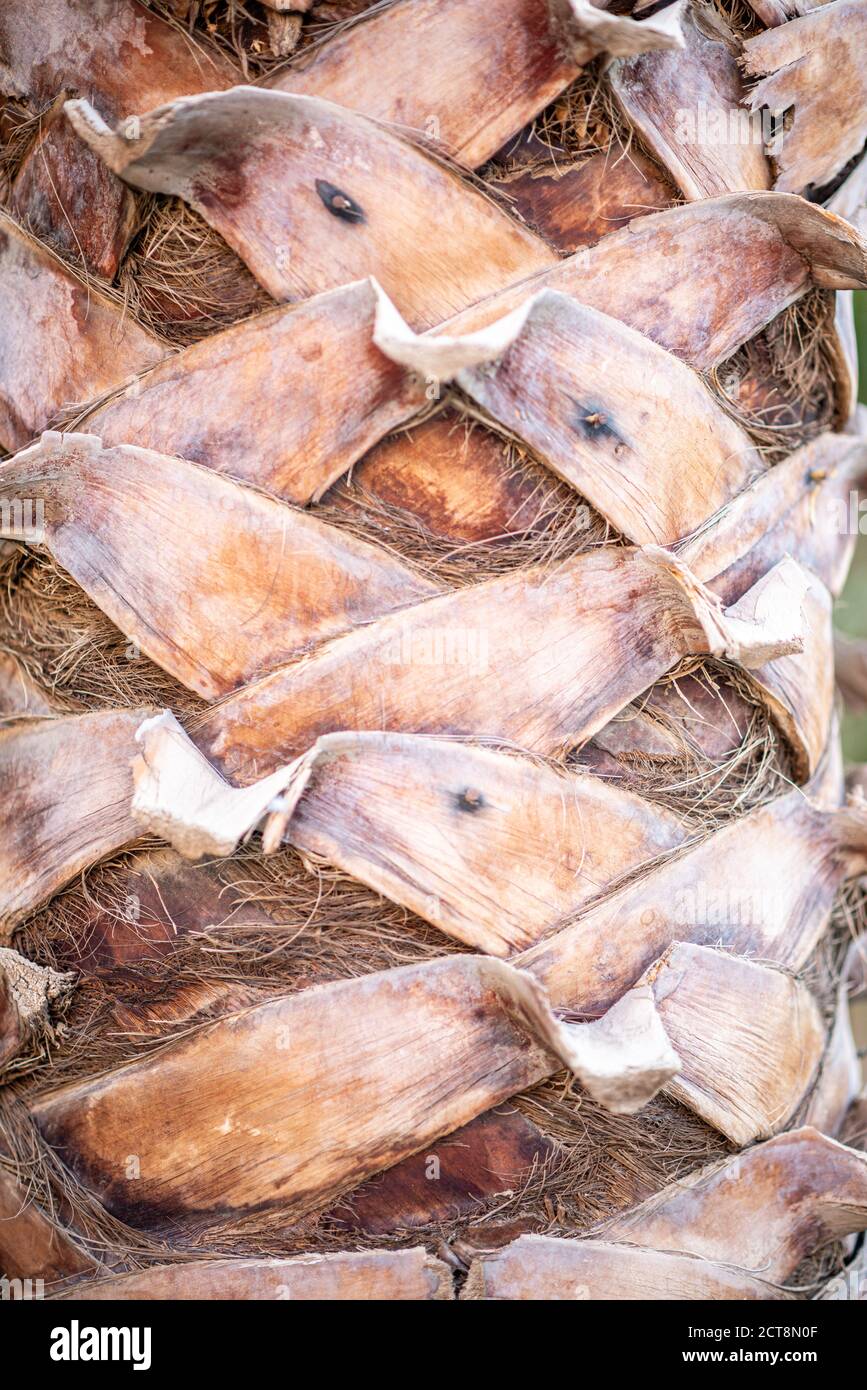 Struttura di corteccia di tronco di albero, vista ravvicinata di palma naturale legno di corteccia organico. Foto Stock
