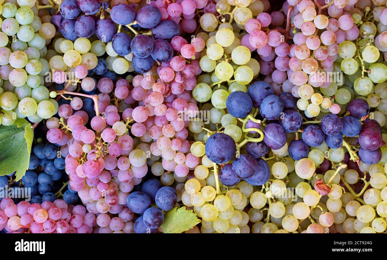 Vista ad alto angolo delle uve colorate in secchio durante la vendemmia Foto Stock