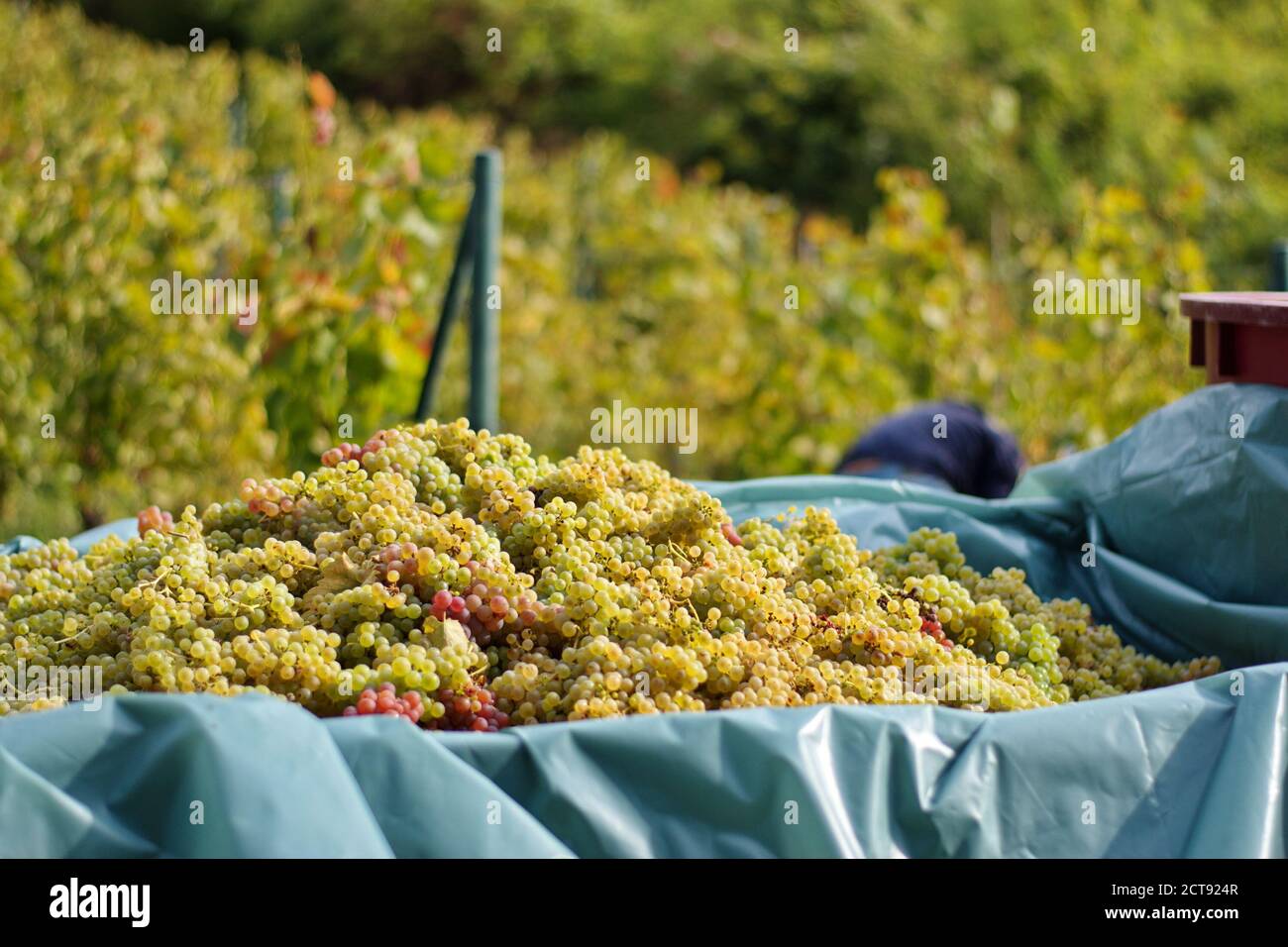 Trattore con rimorchio in vigneto durante la vendemmia autunnale Foto Stock