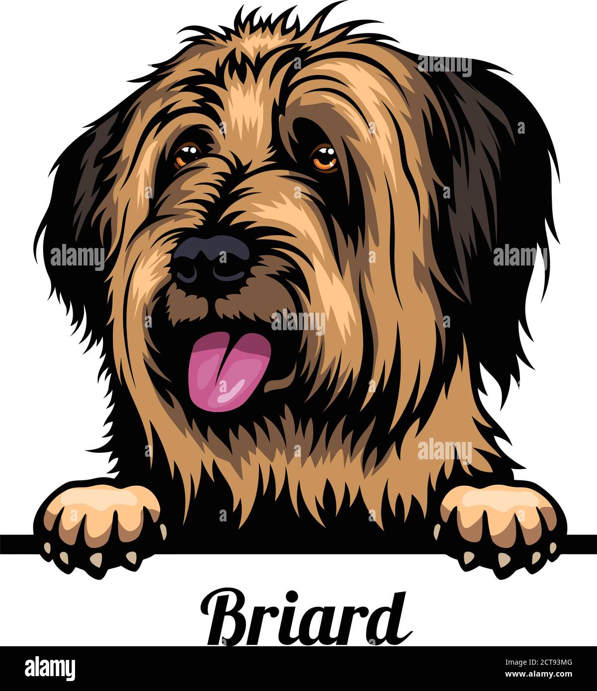 Capo Briard - razza del cane. Immagine a colori di una testa di cani isolata su uno sfondo bianco Illustrazione Vettoriale