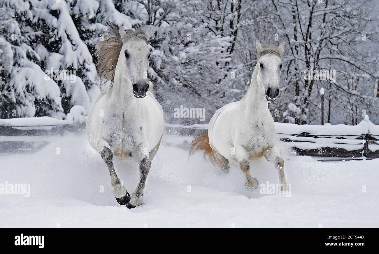 All'Hotel Stanglwirt di Going, in Austria, vi sono magnifici cavalli Lipizzaner nella neve. PHOTO CREDIT : © MARK PAIN / ALAMY STOCK PHOTO Foto Stock