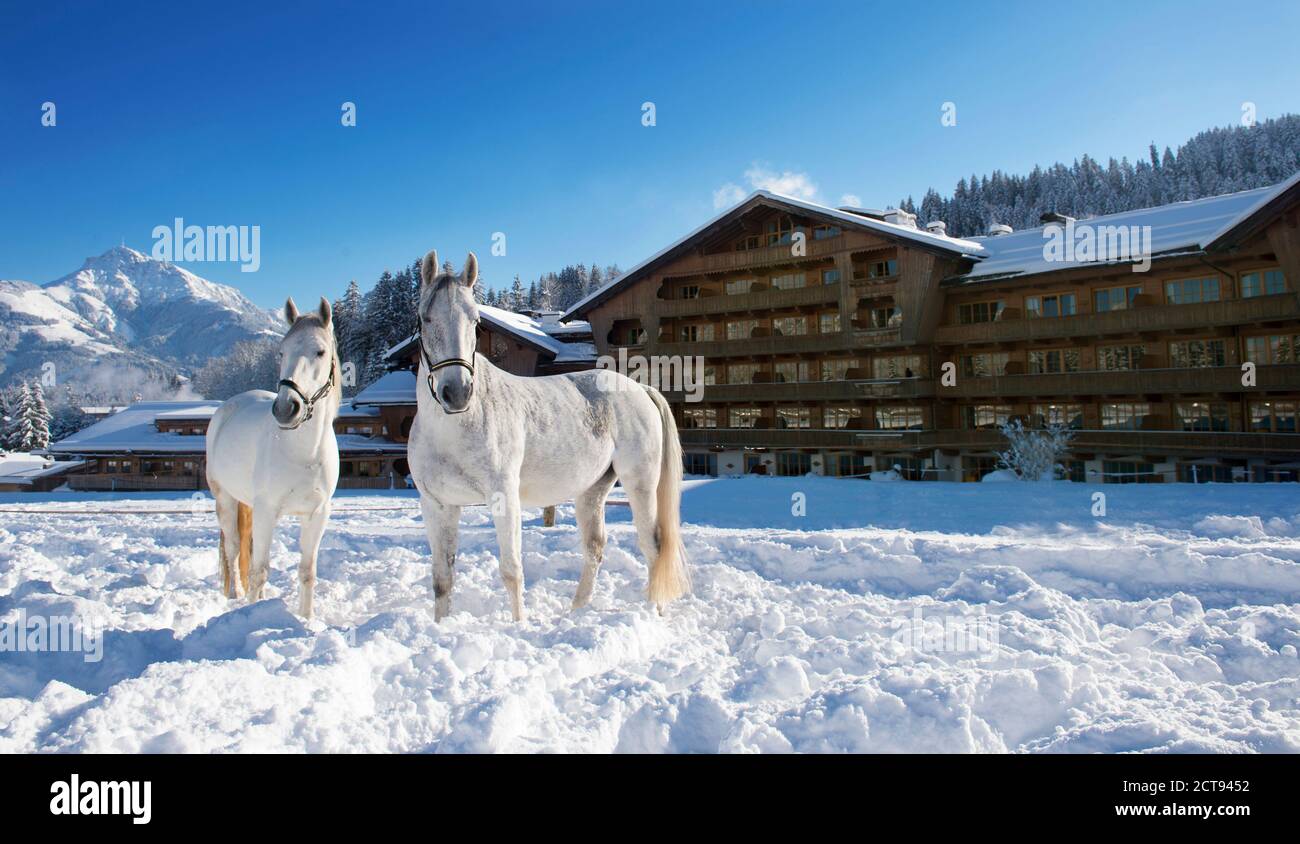 All'Hotel Stanglwirt di Going, in Austria, vi sono magnifici cavalli Lipizzaner nella neve. PHOTO CREDIT : © MARK PAIN / ALAMY STOCK PHOTO Foto Stock