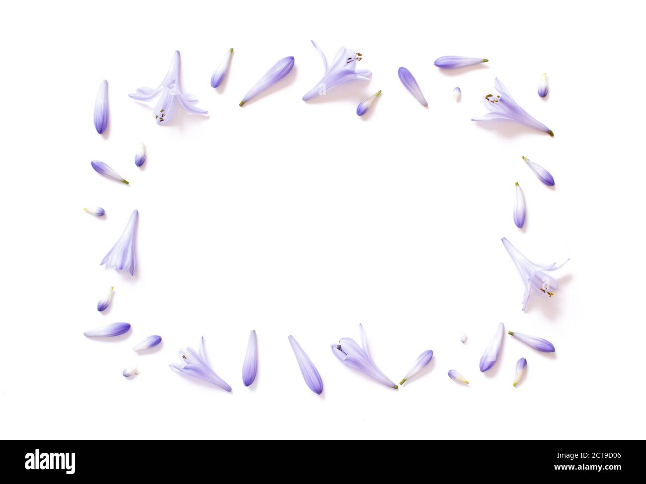 Fiori bianchi e viola chiaro su un piano di sfondo bianco visualizza Foto Stock Fiori bianchi e viola chiaro su un piano di sfondo bianco visualizza Foto Stock