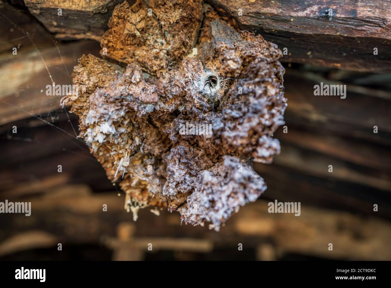 Putrella marcio su casa abbandonata con ragno e spiderweb Foto Stock