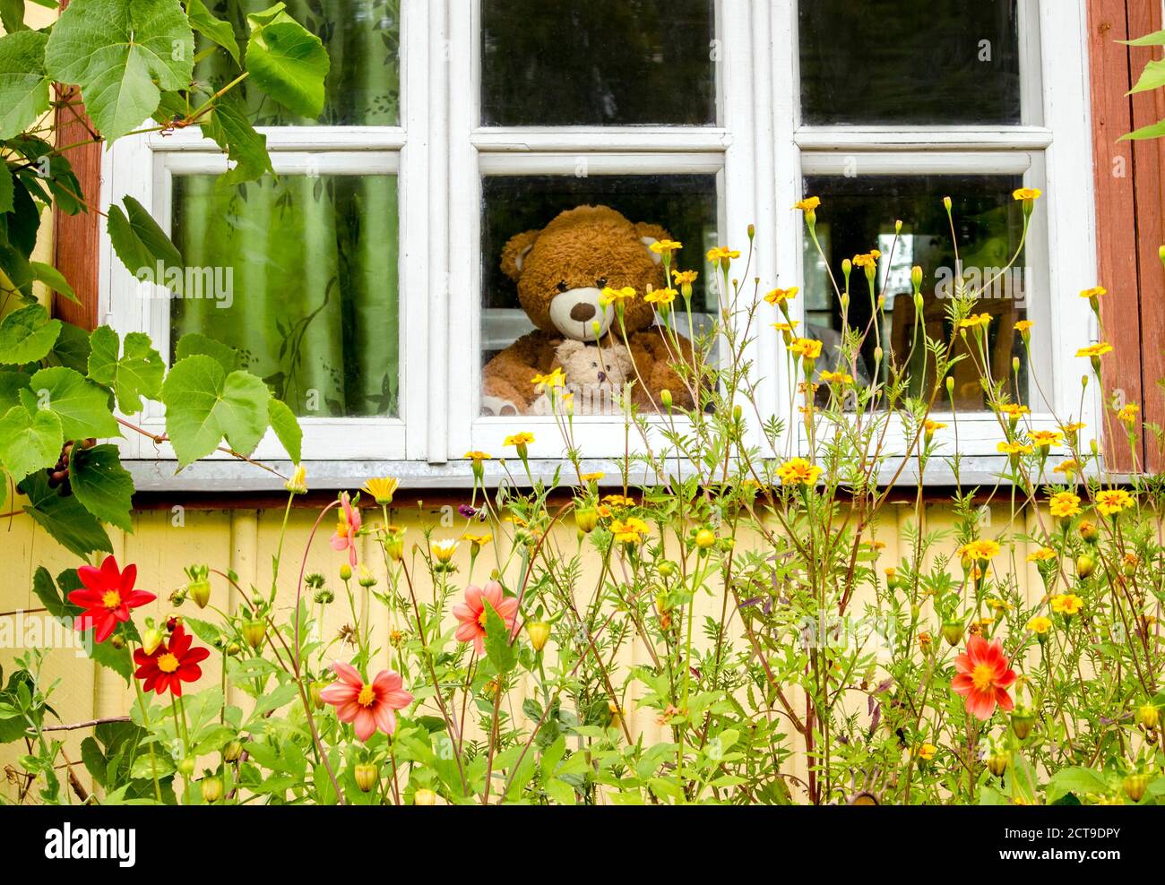 Andare su un concetto di caccia all'orso. Grande orsacchiotto imbottito con un piccolo sedere sulla finestra e guardando all'esterno, letto di fiori dalla finestra. Fotografato da o Foto Stock