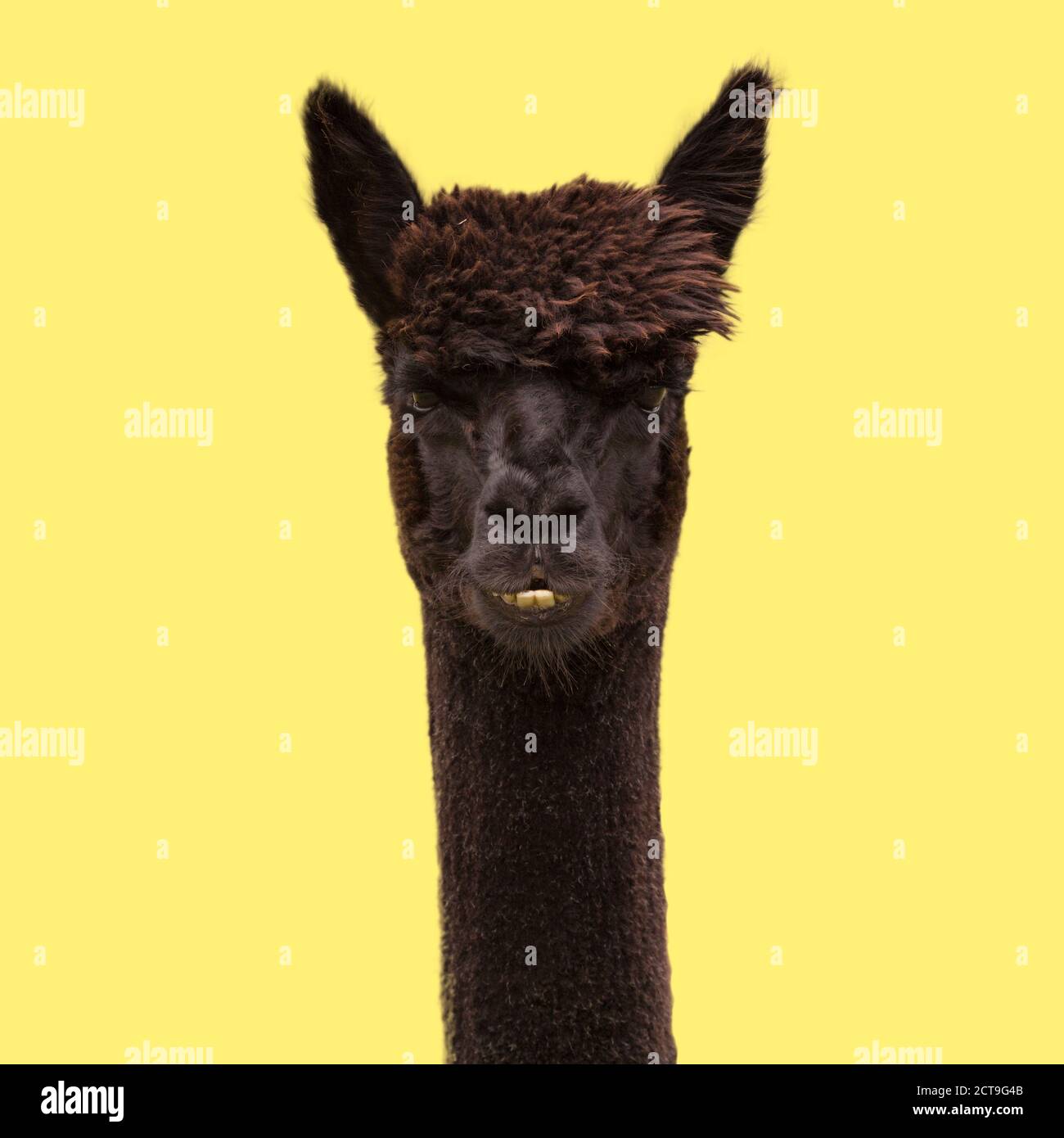 Alpaca divertente nero su sfondo giallo. Foto Stock