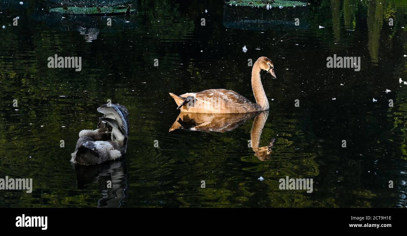 Brighton UK 22 settembre 2020 - Mute Swan Cygnets godere del calore del sole come sorge sopra una nebbia d'autunno in Queens Park Brighton come la previsione è per esso raffreddare in tutta la Gran Bretagna da domani in poi . : Credit Simon Dack / Alamy Live News Foto Stock