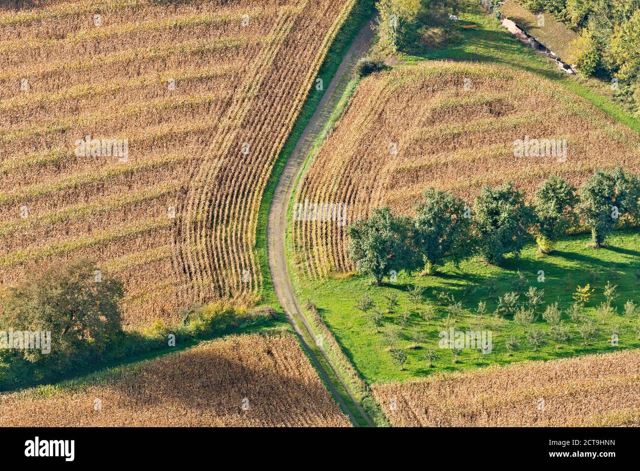 Germania, Baden-Württemberg, Markdorf, vista aerea del campo di mais e alberi Foto Stock