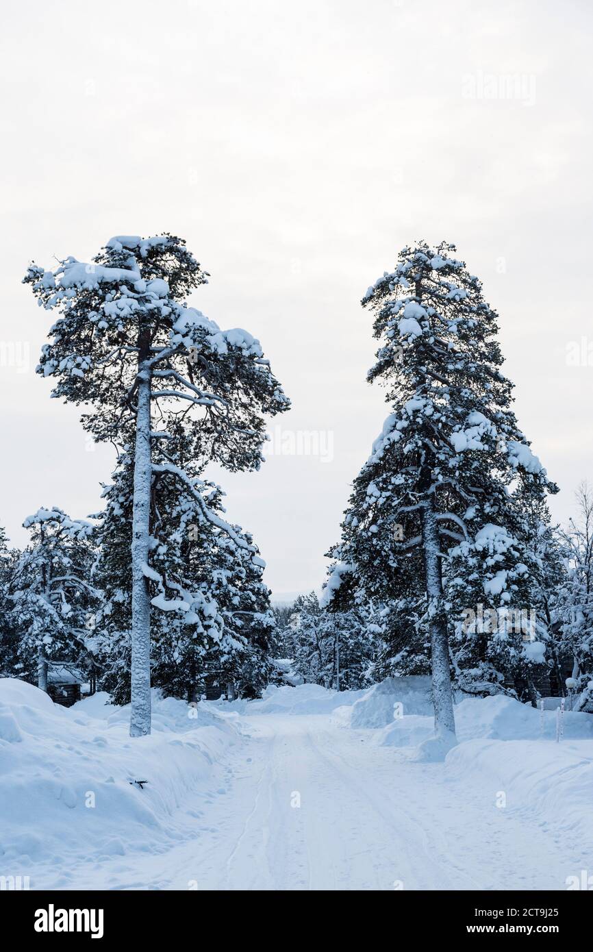 Finlandia, Saariselkae, Snow-capped alberi Foto Stock