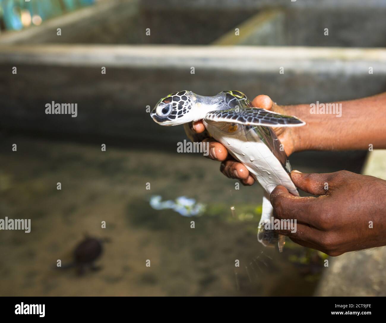 Sri Lanka, Hegalla Piyagama, Kosgoda, stazione di allevamento per le tartarughe di mare Foto Stock