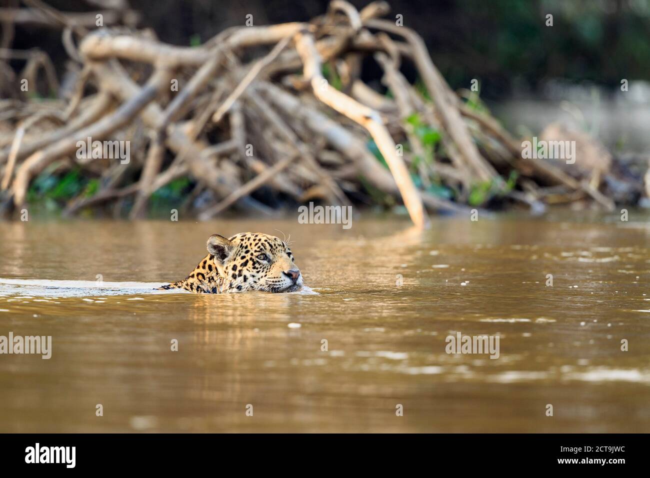 Sud America, Brasilia, Mato Grosso do Sul, Pantanal, Cuiaba River, Jaguar, Panthera onca, nuoto Foto Stock