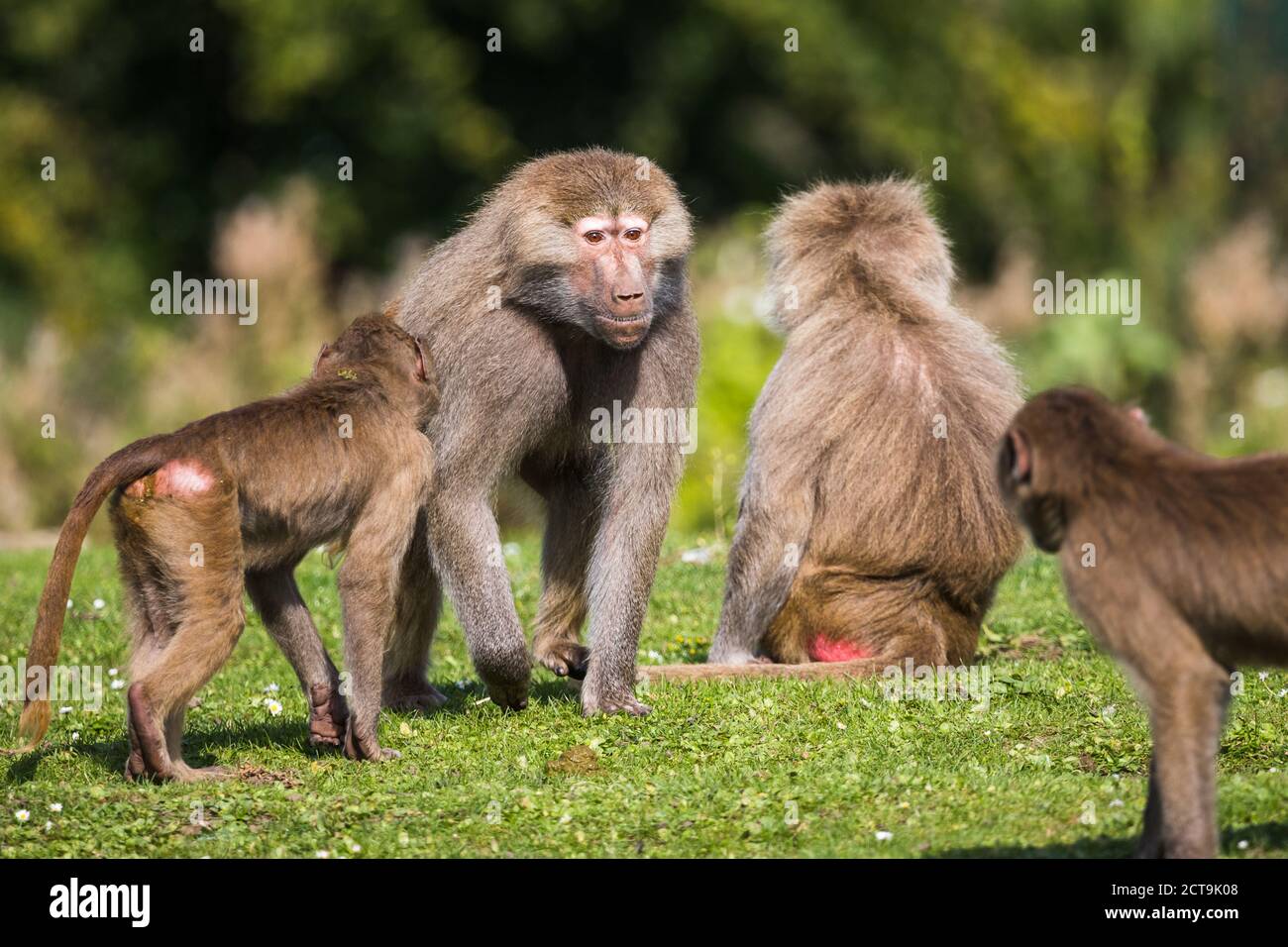 Un bambino Hamadryas adulto in piedi alto come mostra due bambini whos in carica. Foto Stock