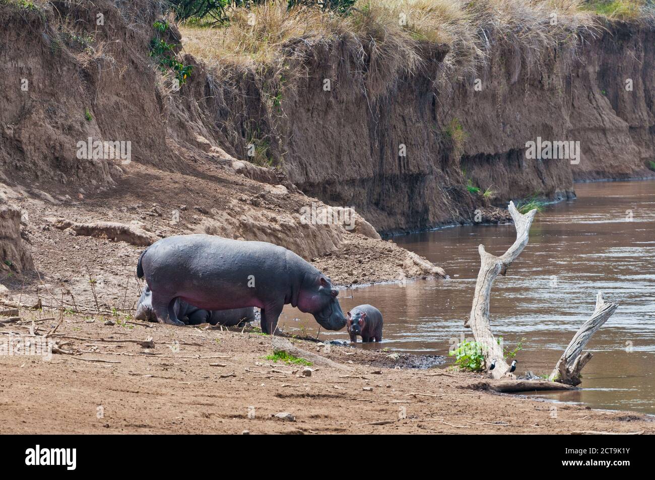 Africa, Kenia Masai Mara National Reserve, ippopotamo o Ippona (Hippopotamus amphibius) con giovani neonato al fiume di Mara Foto Stock
