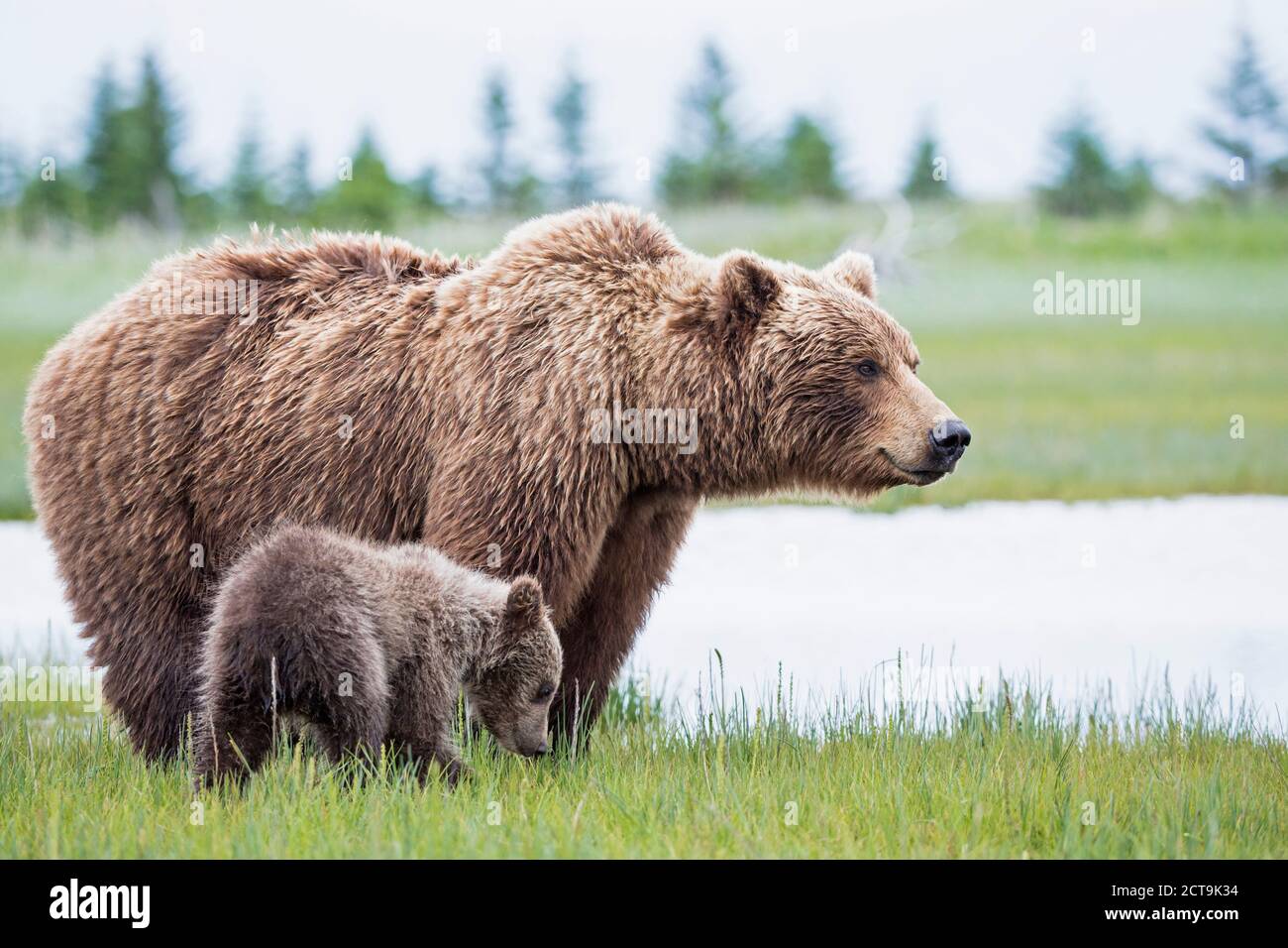 Stati Uniti d'America, Alaska, Parco Nazionale e Riserva del Lago Clark, orso bruno con i cuccioli Foto Stock