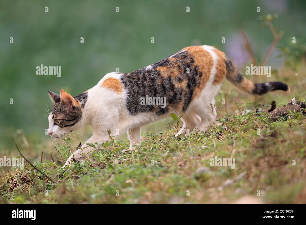 Il Brasile, Mato Grosso do Sul, Pantanal, il gatto domestico Foto Stock