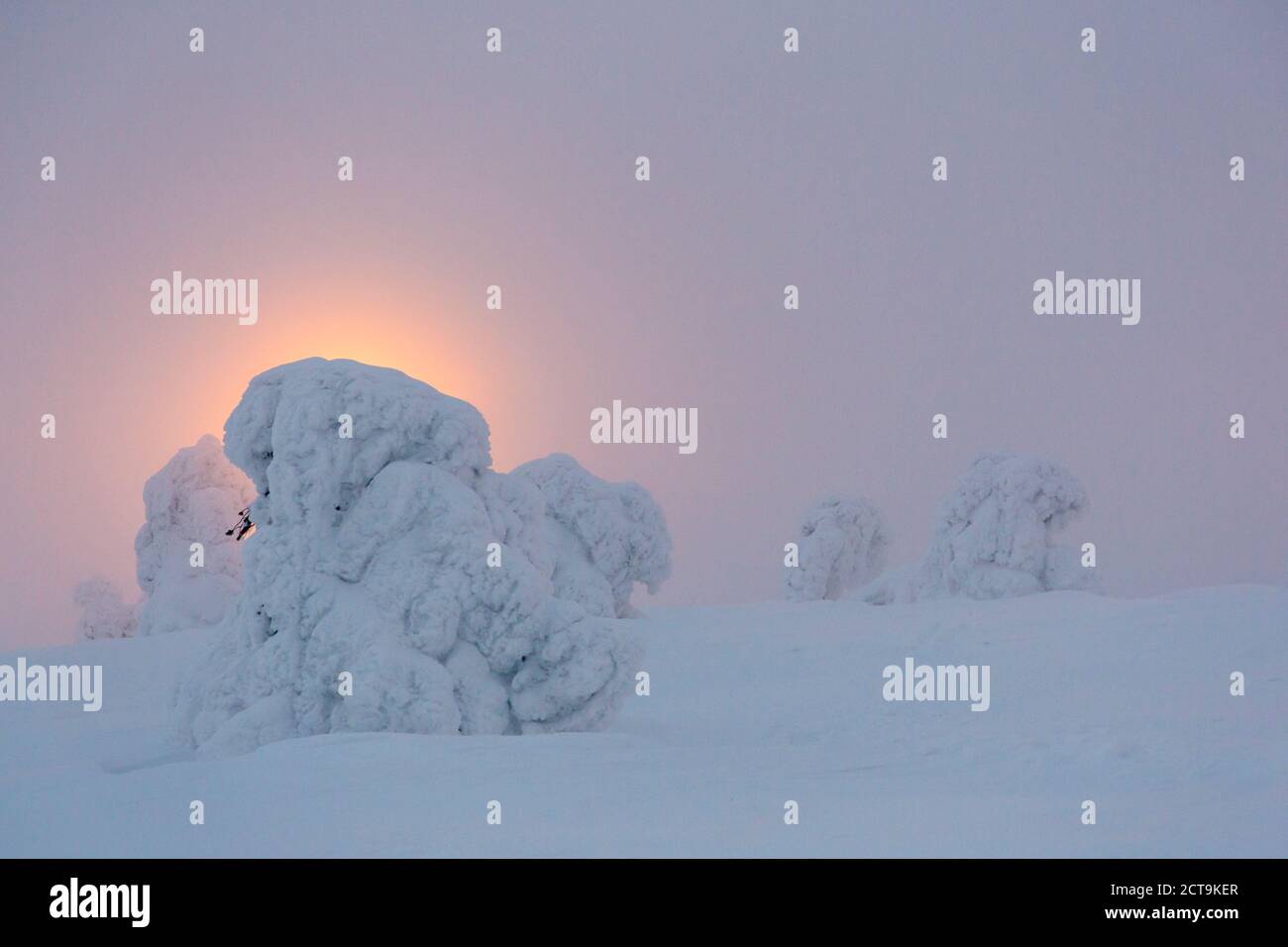 La Scandinavia, Finlandia, Kittilae, coperta di neve pini contro la luce della sera Foto Stock