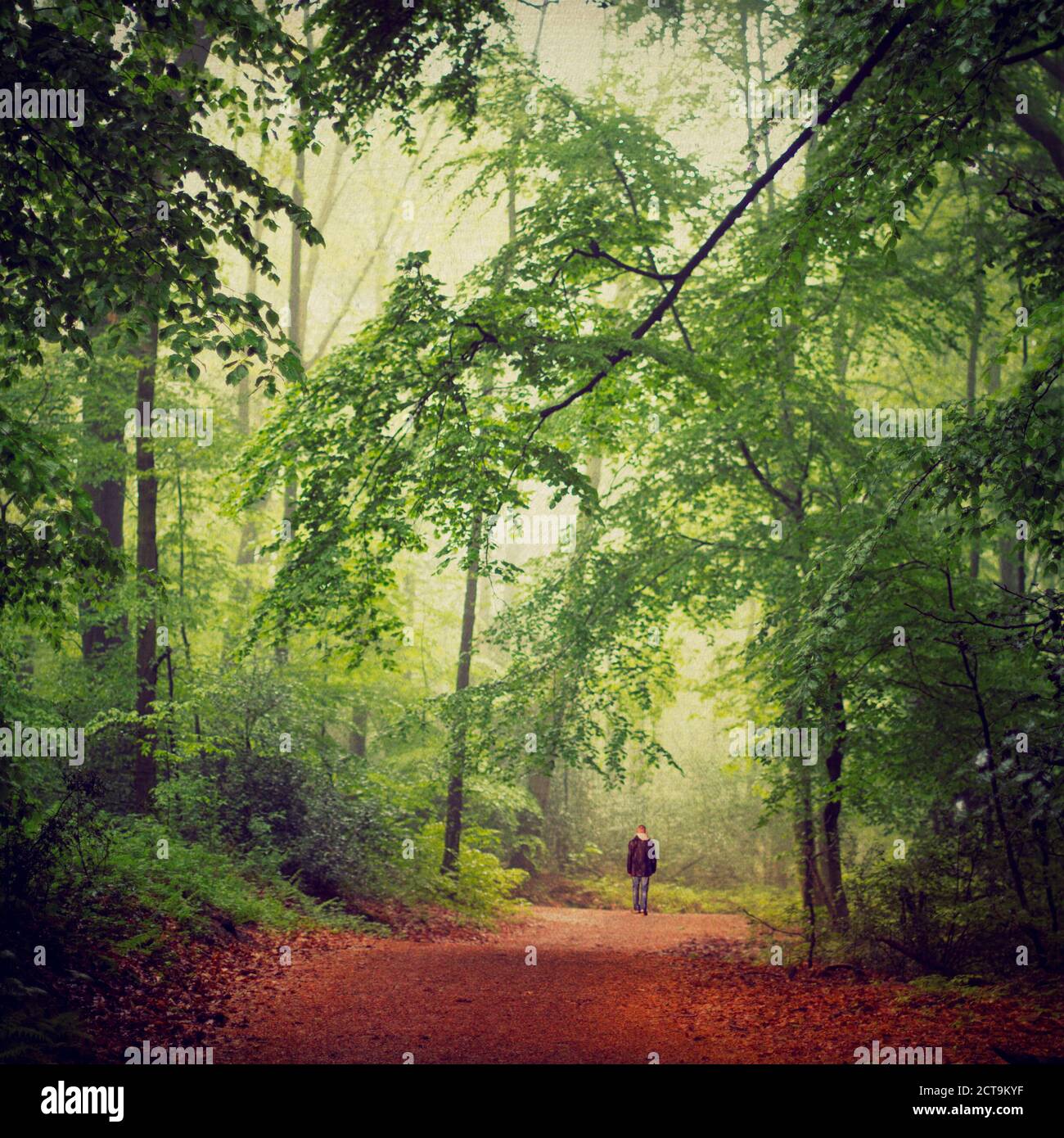 La Germania, l'uomo a piedi nei boschi Foto Stock