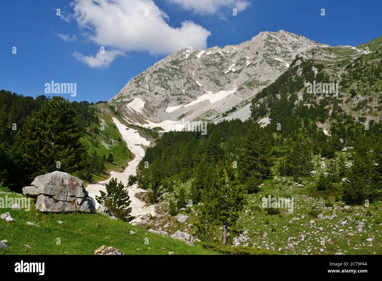 Montenegro, pineta nera sul lato sud dei Monti Komovi Foto Stock