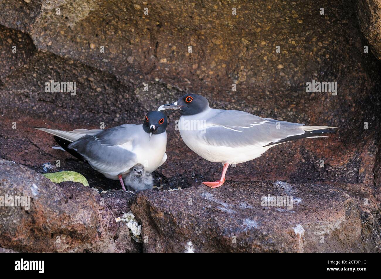 Ecuador, Galapagos, genovesa, Swallow-tailed gabbiani, Creagrus furcatus Foto Stock