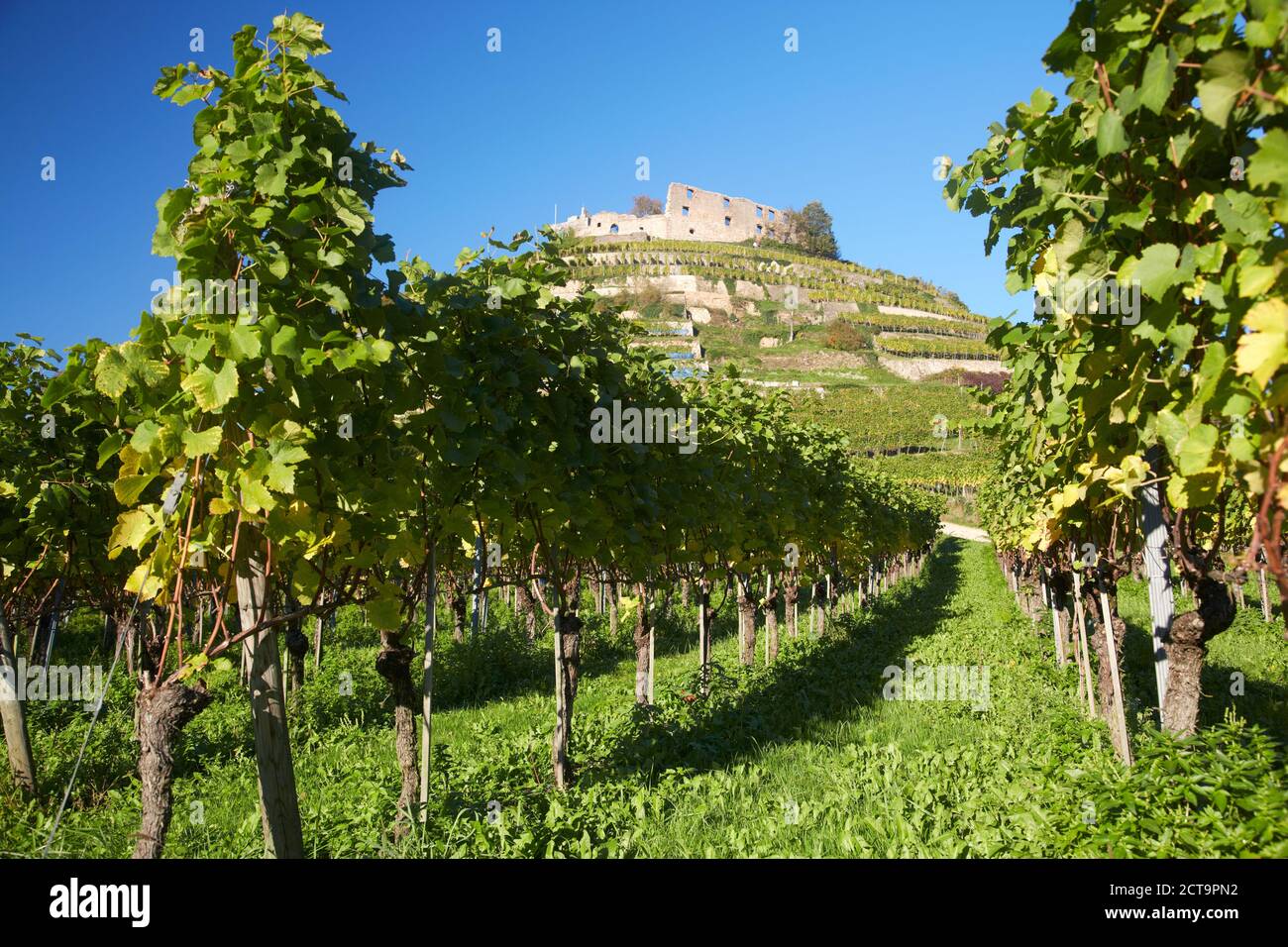 Germania Baden-Wuerttemberg, Castello rovina Staufen Foto Stock