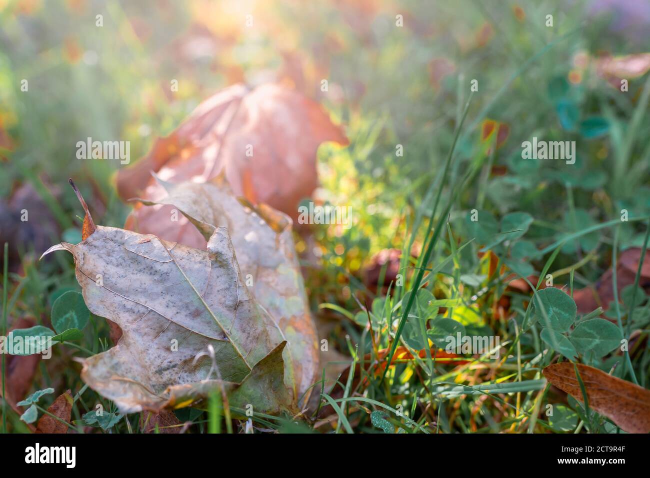 Due foglie d'acero caduto che giacciono sul prato al tramonto con spazio per il testo Foto Stock