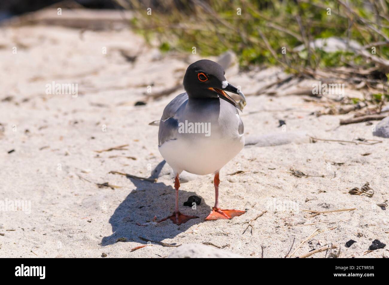 Ecuador, Galapagos, genovesa, Swallow-tailed gull, Creagrus furcatus Foto Stock