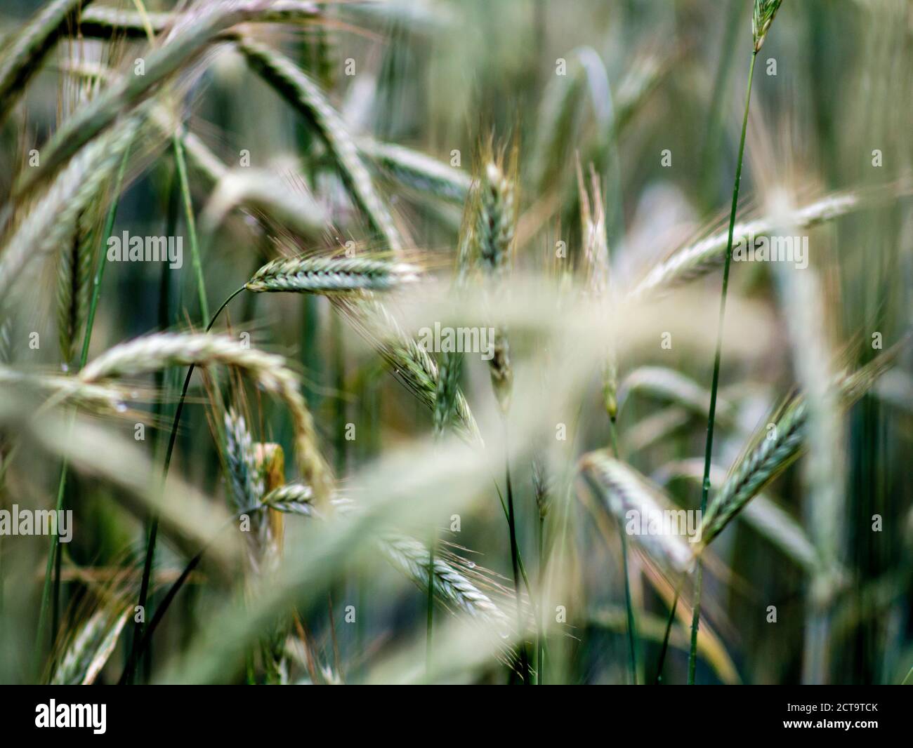 Germania, Berlino, Berlin-Blankenfelde, Luebars, campo ex striscia della morte Foto Stock