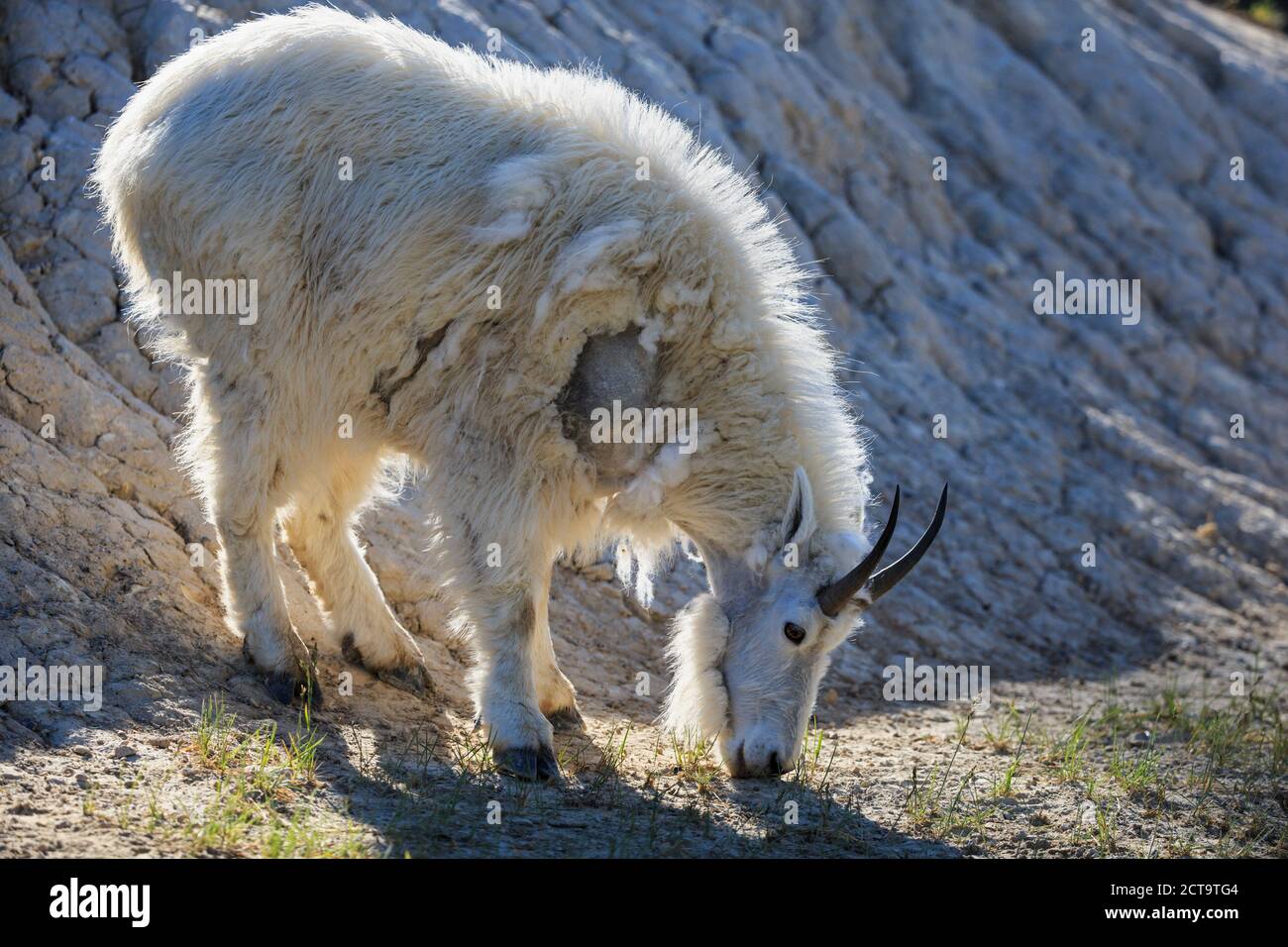 Canada, Alberta, Montagne Rocciose, il Parco Nazionale di Jasper e Banff Nationalpark, capre di montagna (Oreamnos americanus pascolo Foto Stock