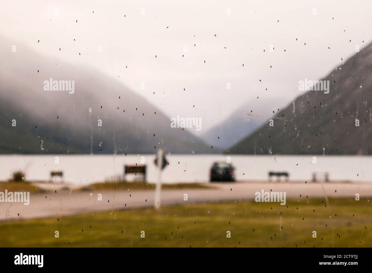 Nuova Zelanda, Tasman, lago rotoroa, campeggio sul lago, mosche sabbianti sulla finestra Foto Stock