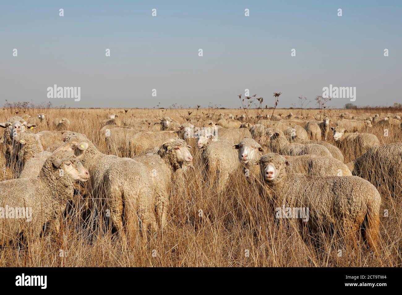 La Romania Transilvania, Salaj County, gregge di pecore, Ovis orientalis aries Foto Stock