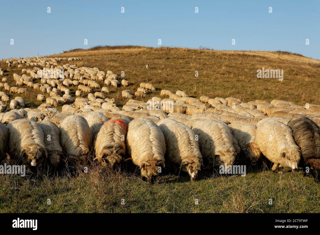 La Romania Transilvania, Salaj County, gregge di pecore, Ovis orientalis aries, pascolo su willow Foto Stock